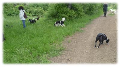 Cani e proprietari al parco