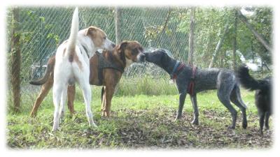 socializzazione fra cani