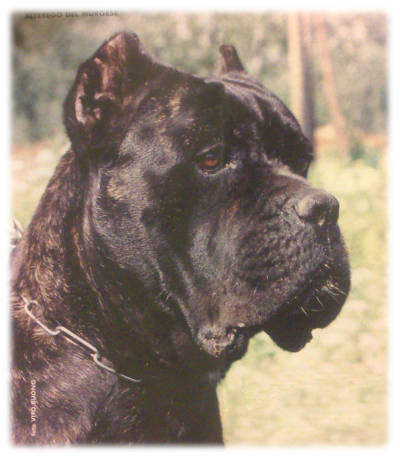 Espressione Cane Corso