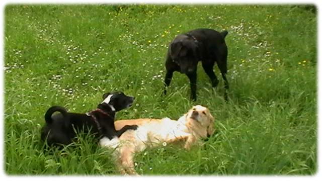 macchia, buck e zoe: socialità e cooperazione socialità e cooperazione