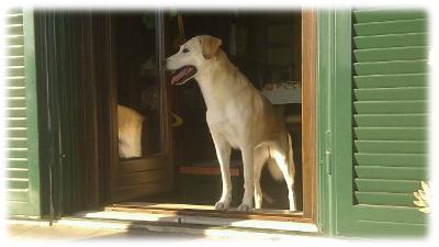 Diana in esplorazione del terrazzo oggi