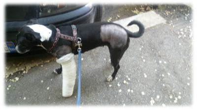 cane con ridotta mobilità post operatoria
