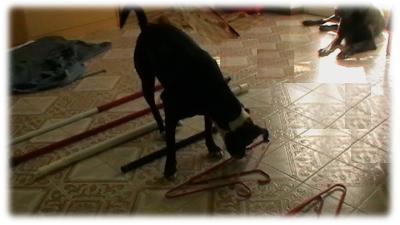 macchia lavora sulla coordinazione e buck sul rilassamento 