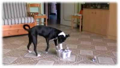 macchia impegnata nel problem solving