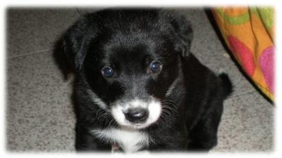 Amorevole cucciolo che ti guarda