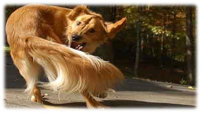 nervosismo e irrequitezza sintomi cane stessato