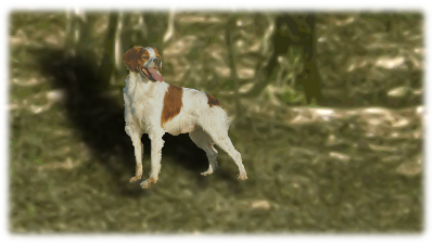 Ciro nella boscaglia